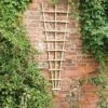 Forest - Traditional Fan Trellis 180 X 60cm - Alton Garden Centre