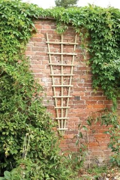 Forest - Traditional Fan Trellis 180 X 60cm - Alton Garden Centre