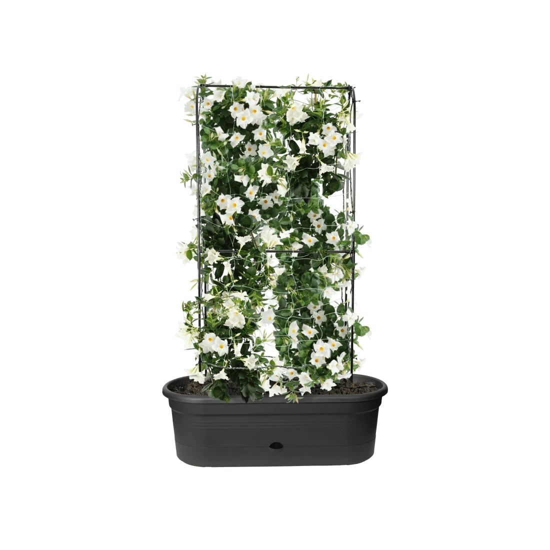 Elho - Green Basics Veggie Wall 80cm - Alton Garden Centre 4 Elho - Green Basics Veggie Wall 80cm - Alton Garden Centre - Image 2