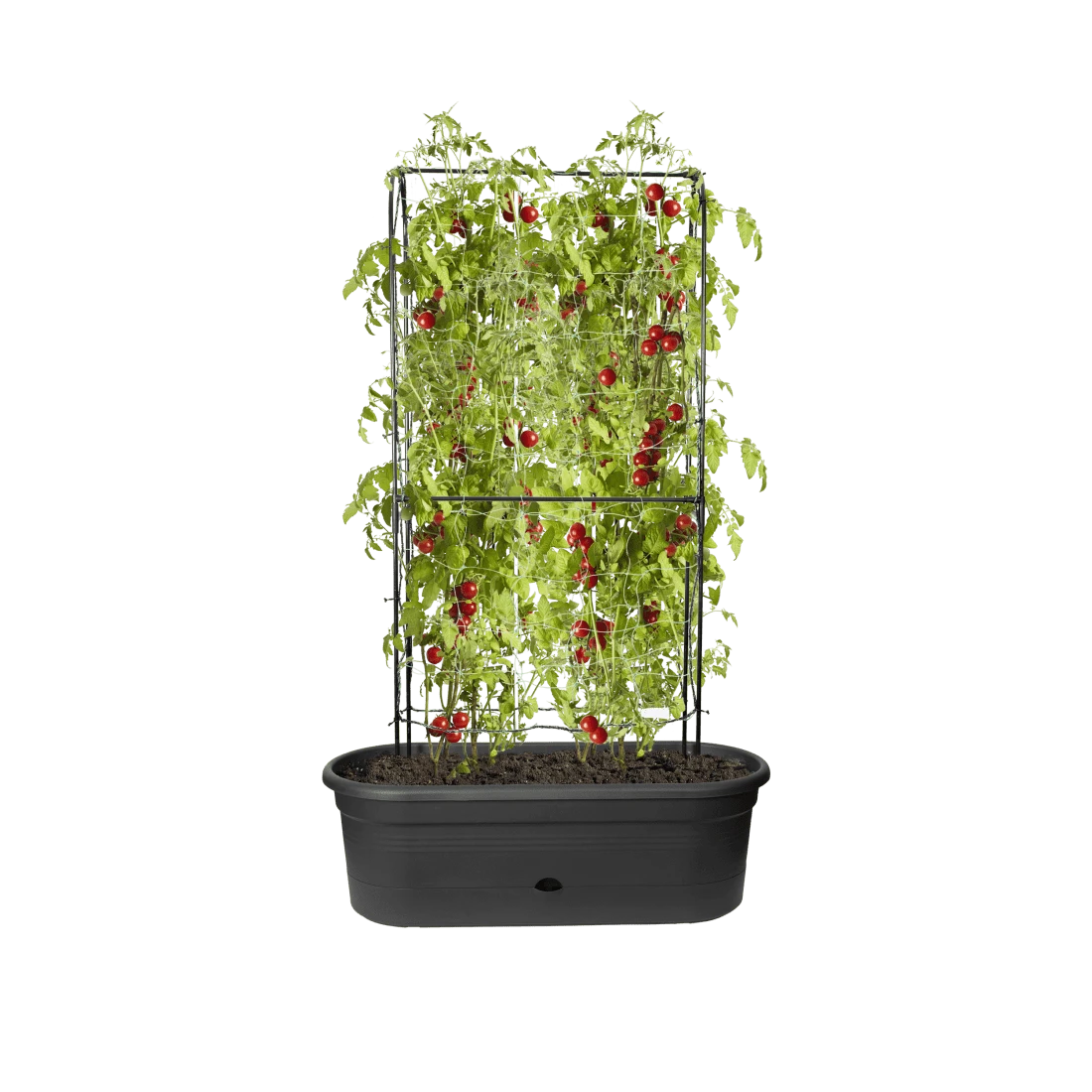 Elho - Green Basics Veggie Wall 80cm - Alton Garden Centre 5 Elho - Green Basics Veggie Wall 80cm - Alton Garden Centre - Image 3